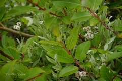 Anaphalis nepalensis